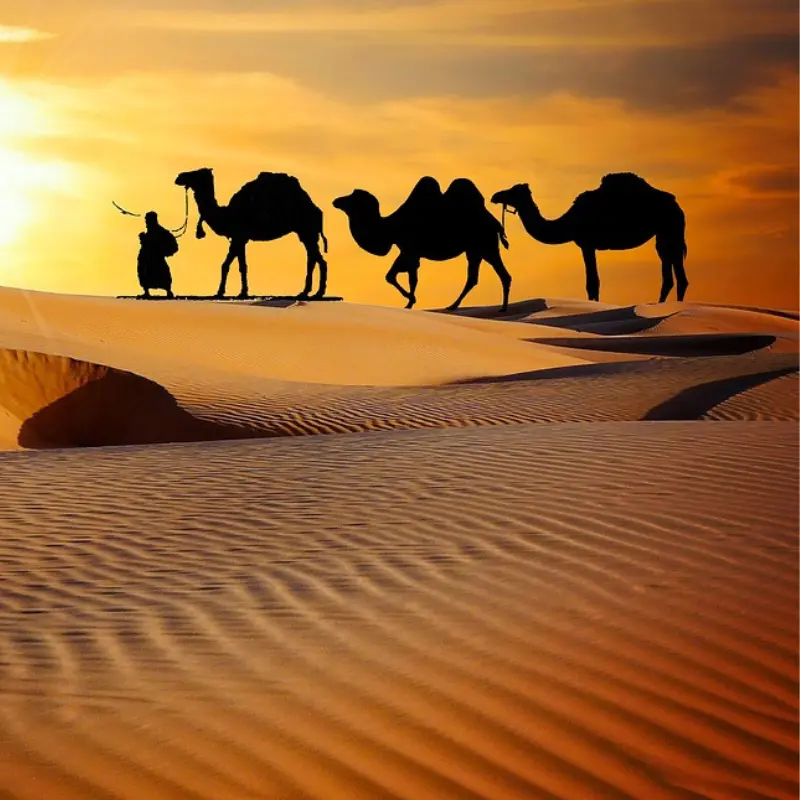 desert safari tour